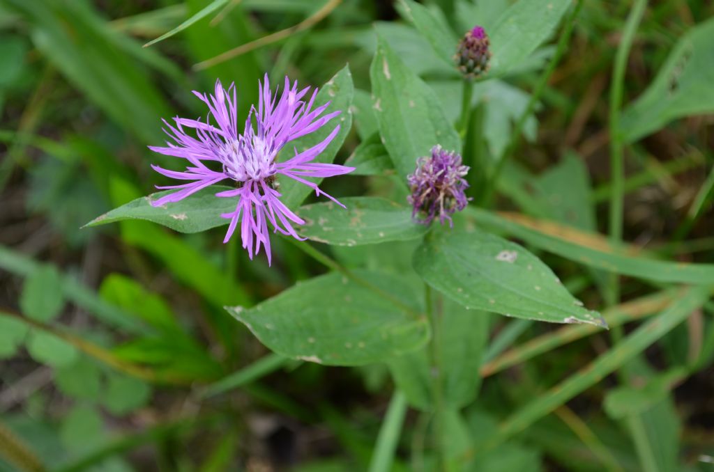Da determinare - Centaurea sp.